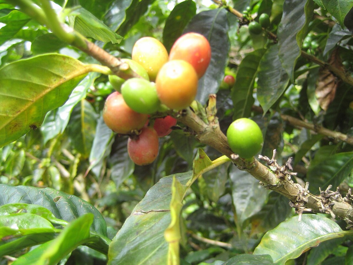 Ripening red and green coffee cherries on a branch
